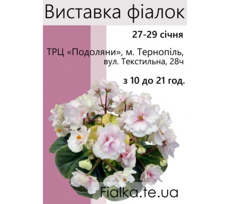 Выставка фиалок в Тернополе 27-29 января 2017 Выставка фиалок в Тернополе 27-29 января 2017